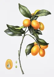 Kumquat, 1996